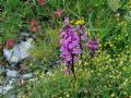 Orchis quadripunctata